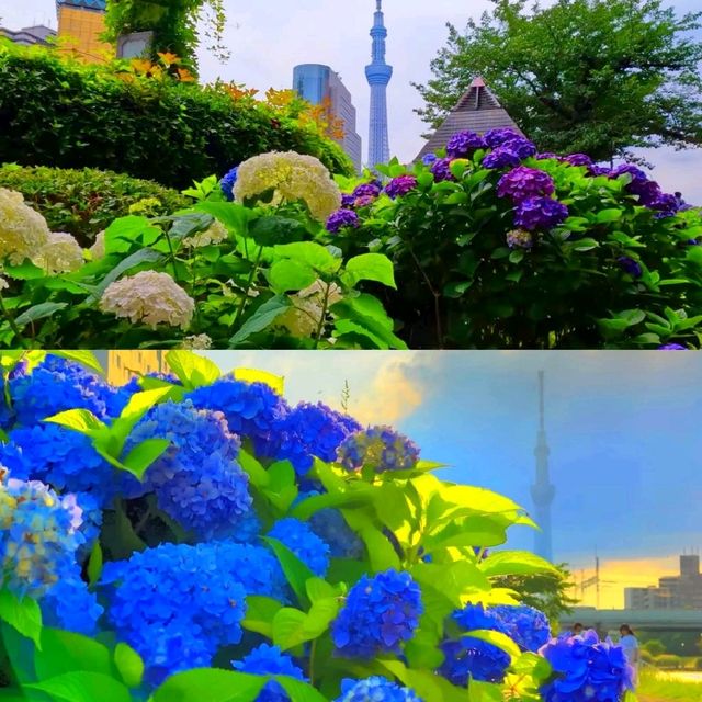 隅田公園 