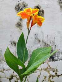 Walking tour to Kampung Lawas, Tunjungan 1, Surabaya