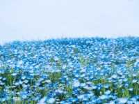 🌻 Solo Adventure: Hitachi Seaside Park – A Kaleidoscope of Nature
