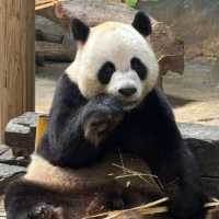 【中国/広州/長隆野生動物園】