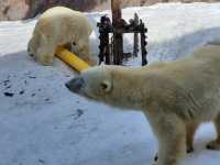 跟著企鵝走！北海道高人氣旭山動物園雪季巡禮