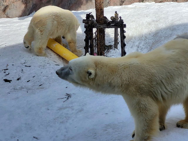 跟著企鵝走！北海道高人氣旭山動物園雪季巡禮