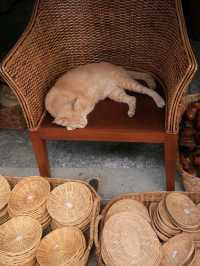ถนนช้างม่วยเก่า จ.เชียงใหม่