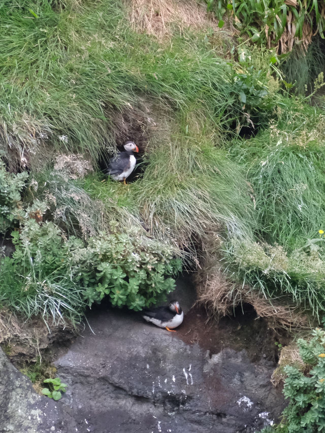 A nice puffin spot