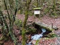Secret Forest Vibes in Galicia