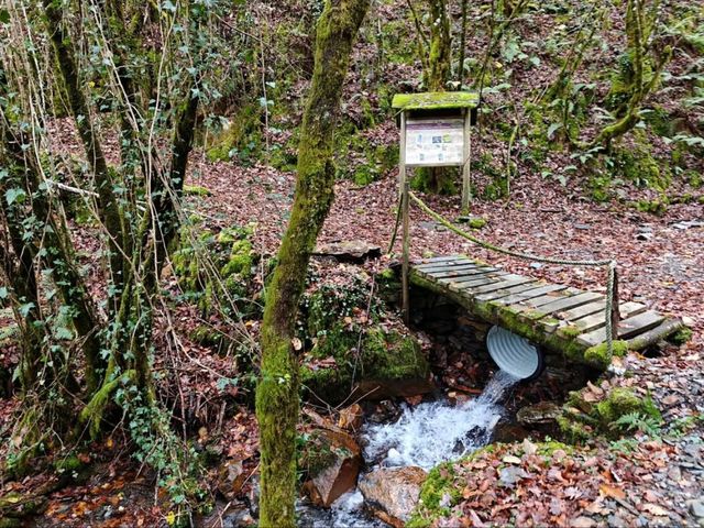 Secret Forest Vibes in Galicia
