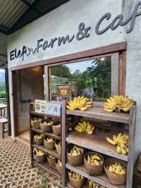 🐘清邁熱門咖啡店Elefin Farm & Cafe