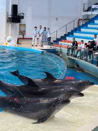 🐬 Fun & Budget-Friendly: Changsha Sea World🪼