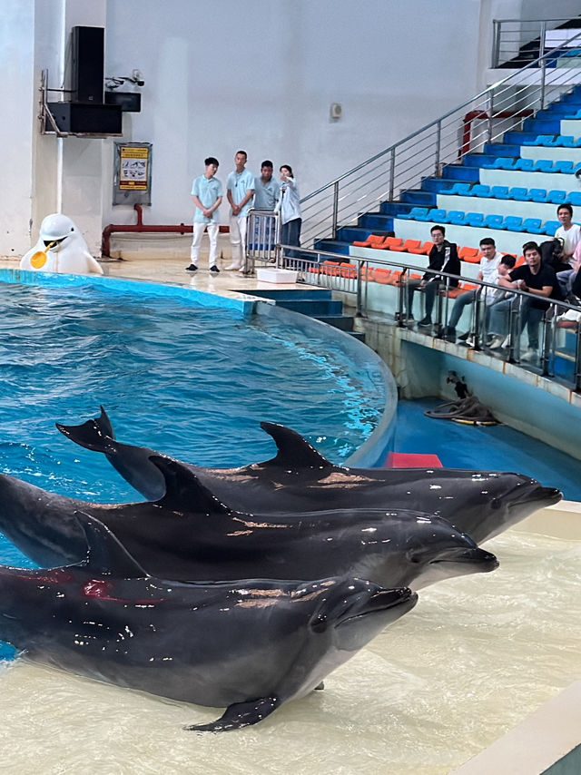 🐬 Fun & Budget-Friendly: Changsha Sea World🪼