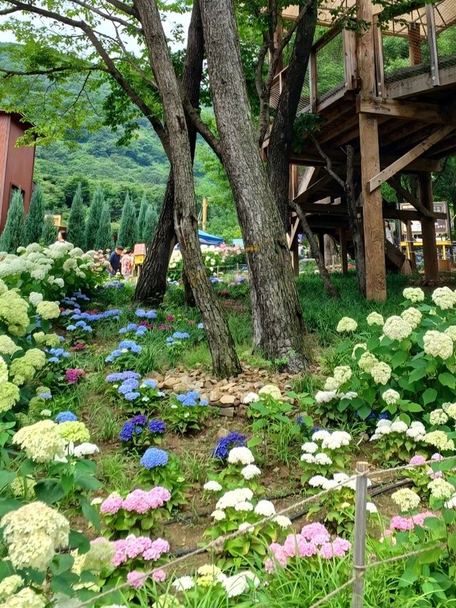 형형색색 수국