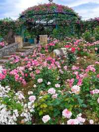 【エコパーク水俣バラ園】色とりどりのバラに包まれる、癒しの花園🌹🌞