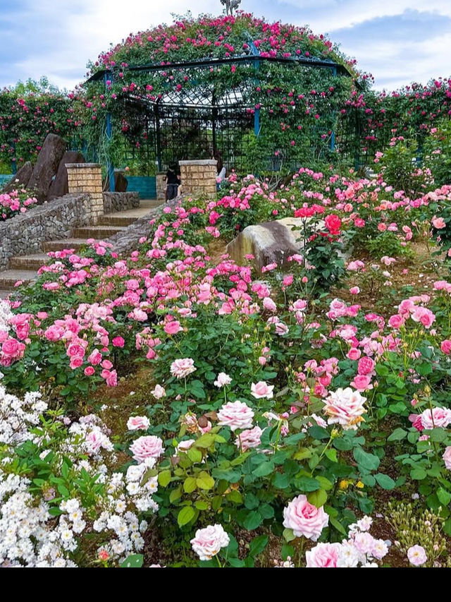 【エコパーク水俣バラ園】色とりどりのバラに包まれる、癒しの花園🌹🌞