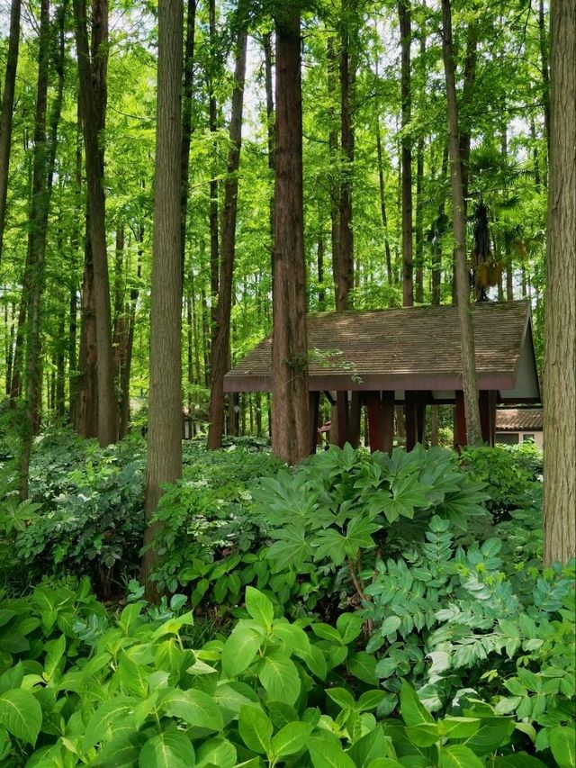 Skip the Crowds: Discover Quyuan Fenghe
