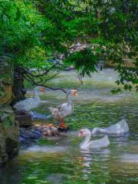 🏯 Shaoxing Travel Guide — Ancient Charm & Water Town Beauty