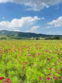 The Heart of the Steppe: Discovering Hohhot