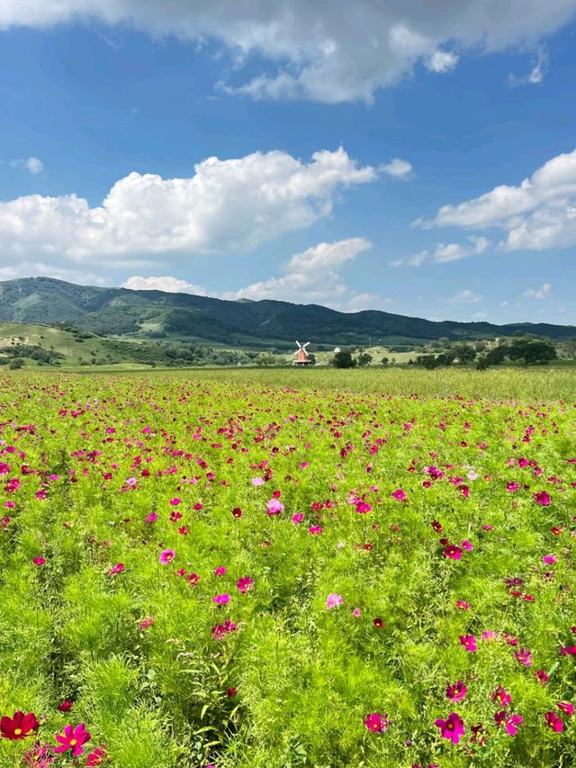 The Heart of the Steppe: Discovering Hohhot