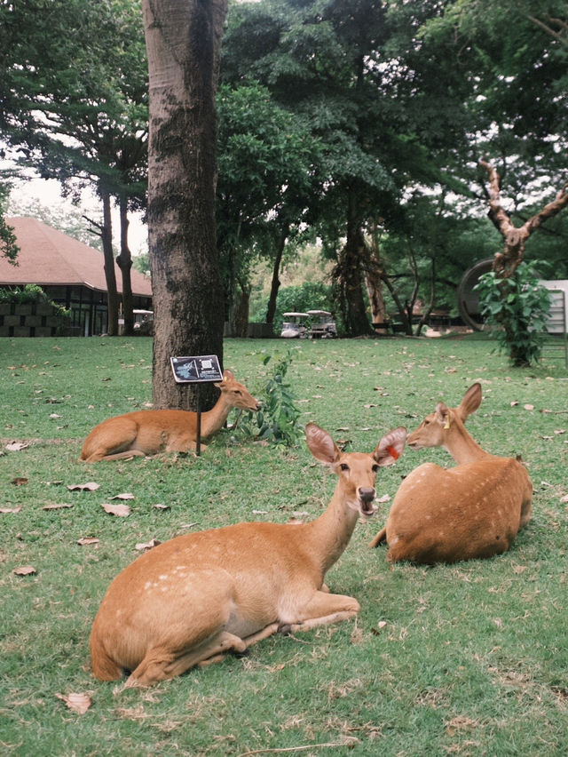 สวนสัตว์เปิดเขาเขียว 🌳🐘🦒🦌🌲