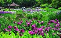 自然樂園—紫式部公園
