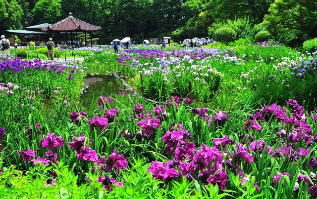 自然樂園—紫式部公園