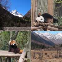 เที่ยวเฉิงตู ดูหมีแพนด้า 🐼🐼🐼