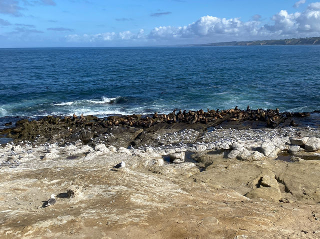 聖地牙哥 La Jolla 拉荷亞海灣 與海獅海豹一起賞日出