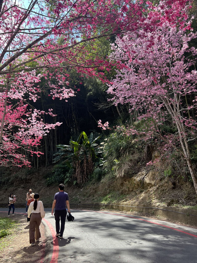 美人谷賞櫻🌸