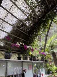 Discovering Serenity: A Journey Through Orchid Forest Cikole