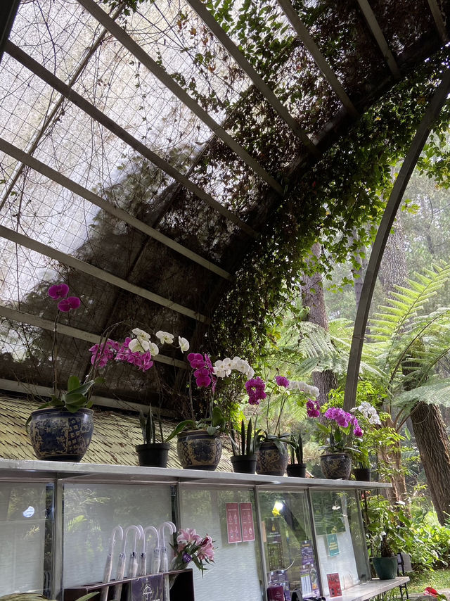 Discovering Serenity: A Journey Through Orchid Forest Cikole