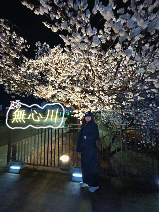 🇰🇷清州✈️無心川櫻花路무심천벚꽃길🌸