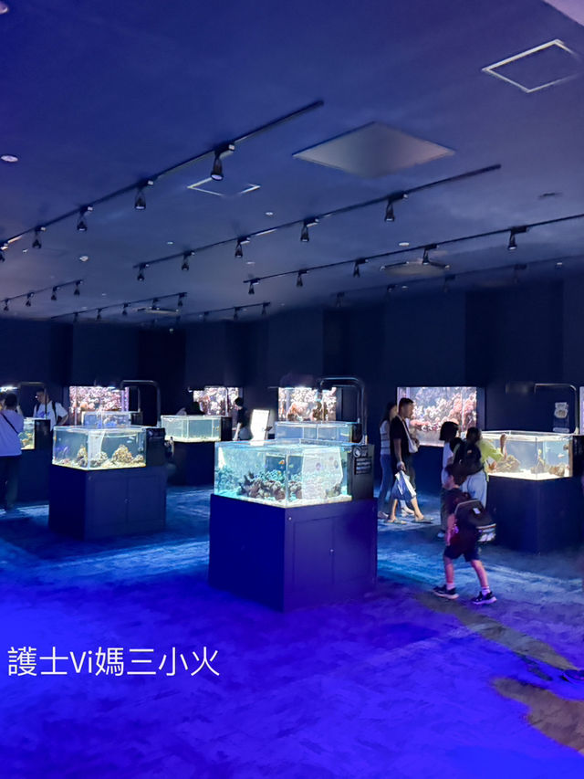 《沖繩親子景點| DMM水族館》