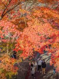 🍂 Missing autumn in Nanjing is like missing the soul of October.