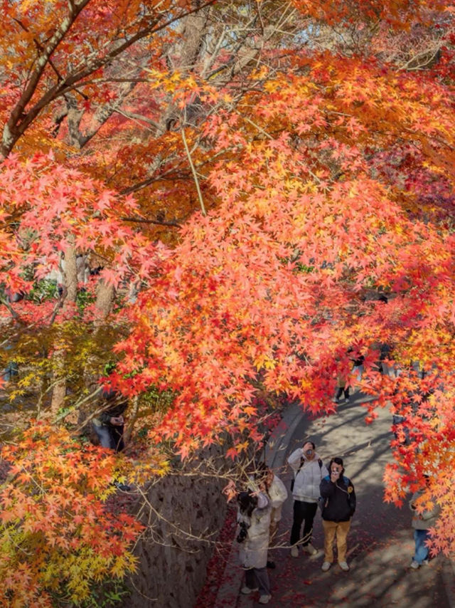 🍂 Missing autumn in Nanjing is like missing the soul of October.