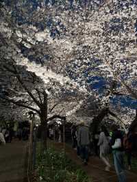 2025.03.28 櫻花季東京獨旅五天四夜行程 p6 第四天行程大公開(6.東京鐵塔)