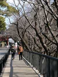 🏯: Kumamoto Castle เที่ยวฟุกุโอกะ ญี่ปุ่น
