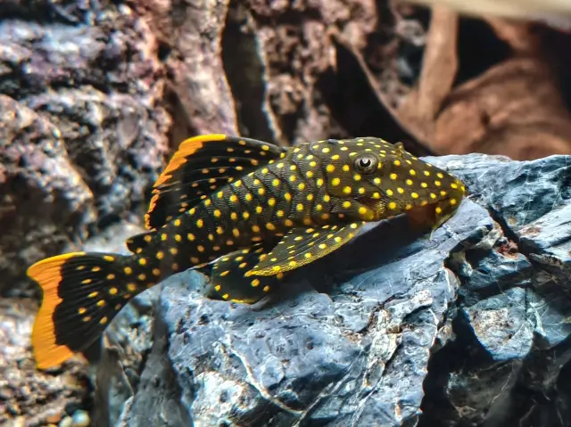 River Wonders SG🐠