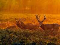 Wildlife Comeback🌿
