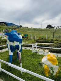 Cow Walks & Flower Blooms: A Hidden Gem at Desa Farm