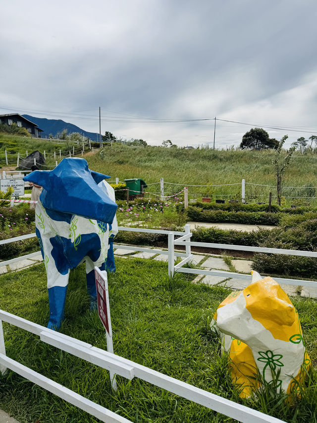 Cow Walks & Flower Blooms: A Hidden Gem at Desa Farm