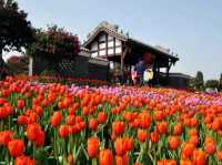 賞花好去處鬱金香田美景🌷🌹