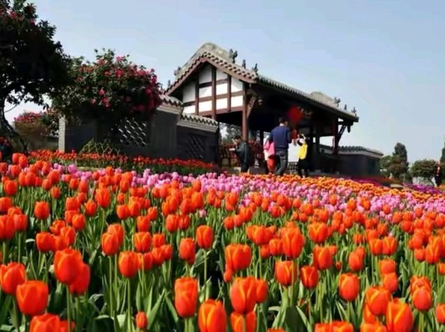 賞花好去處鬱金香田美景🌷🌹
