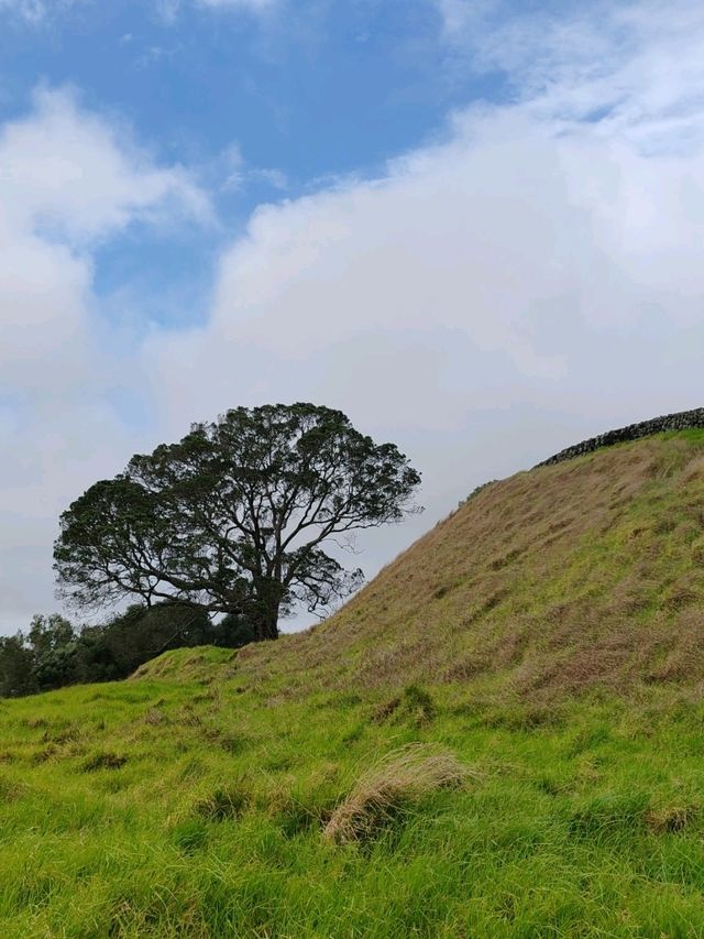 Auckland's Icon: Maungakiekie / One Tree Hill
