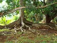 SSR Botanic Garden - Mauritius 