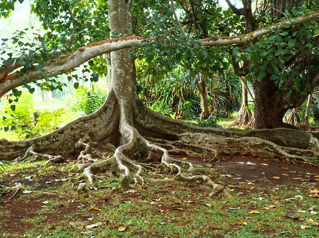 SSR Botanic Garden - Mauritius 
