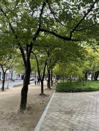 가을 감성 가득한 대구 수성못 🌾 반짝이는 호수 옆 갈대밭 산책코스
