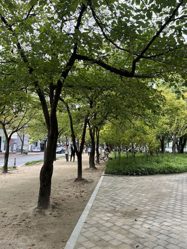 가을 감성 가득한 대구 수성못 🌾 반짝이는 호수 옆 갈대밭 산책코스