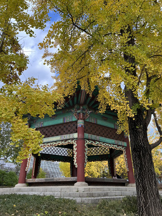 令人目眩的秋日紅葉