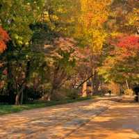 🏛️ Jongmyo Shrine – Seoul’s Timeless Confucian Heritage