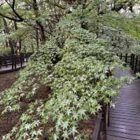 Bijarim Forest 비자림