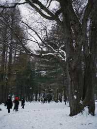 【札幌|冬季最療癒半日】北海道神宮雪參道+神宮茶屋抹茶+森彥咖啡老宅,冬日𥚃的小確幸