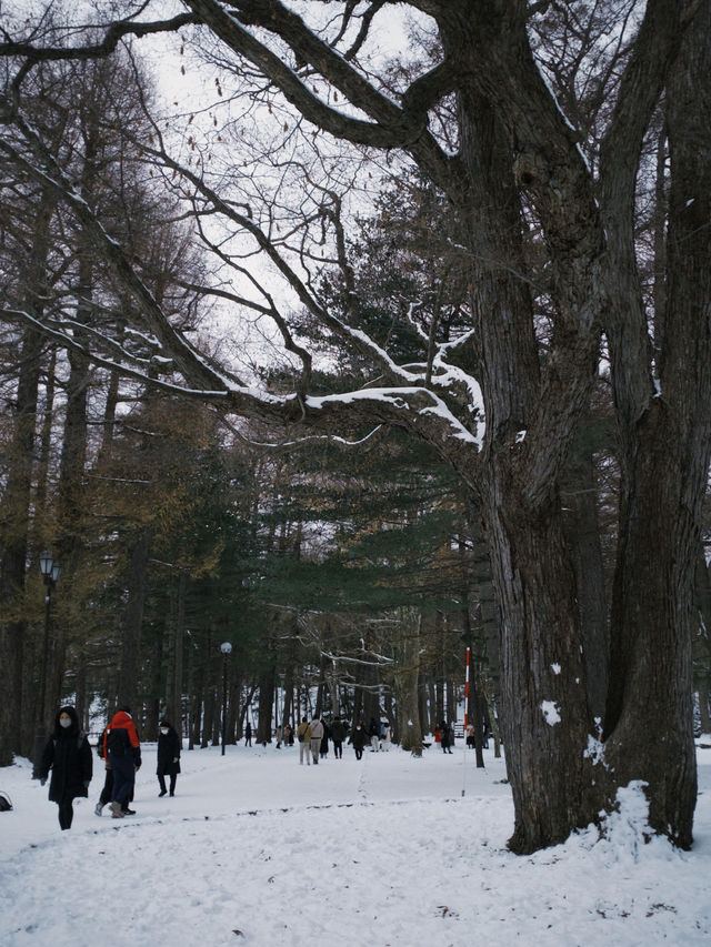 【札幌|冬季最療癒半日】北海道神宮雪參道+神宮茶屋抹茶+森彥咖啡老宅,冬日𥚃的小確幸 【札幌|冬季最療癒半日】北海道神宮雪參道+神宮茶屋抹茶+森彥咖啡老宅,冬日𥚃的小確幸